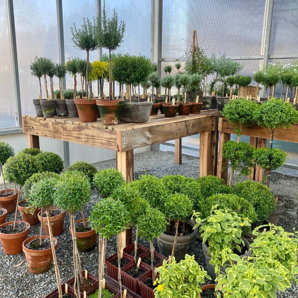 How to Keep Your Myrtle Topiary Thriving