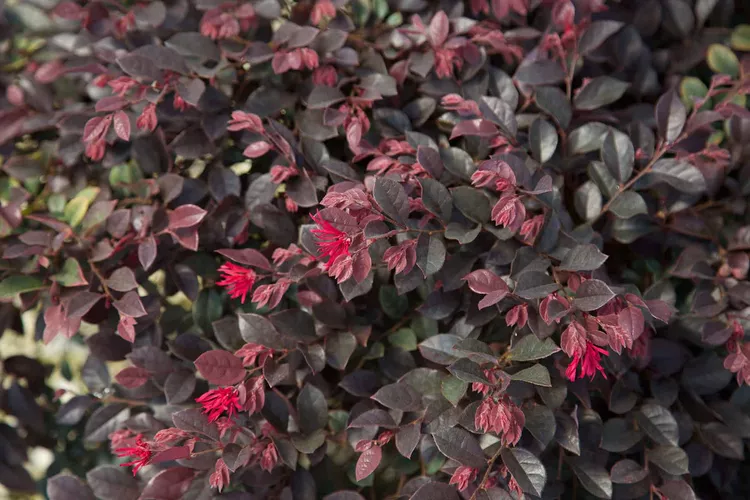 12 Beautiful Perennials and Shrubs Perfect for Fall Planting